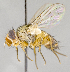  ( - CNC739191)  @15 [ ] No Rights Reserved (2017) Unspecified Canadian National Collection of Insects, Arachnids and Nematodes