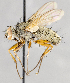 ( - CNC747510)  @13 [ ] No Rights Reserved (2060) Unspecified Canadian National Collection of Insects, Arachnids and Nematodes