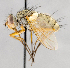  ( - CNC747511)  @13 [ ] No Rights Reserved (2061) Unspecified Canadian National Collection of Insects, Arachnids and Nematodes