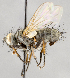  (Campylocheta teliosis - CNC747530)  @14 [ ] No Rights Reserved (2079) Unspecified Canadian National Collection of Insects, Arachnids and Nematodes