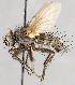  ( - CNC747537)  @13 [ ] No Rights Reserved (2086) Unspecified Canadian National Collection of Insects, Arachnids and Nematodes