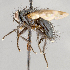  ( - CNC747548)  @13 [ ] No Rights Reserved (2097) Unspecified Canadian National Collection of Insects, Arachnids and Nematodes