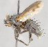  ( - CNC747550)  @11 [ ] No Rights Reserved (2099) Unspecified Canadian National Collection of Insects, Arachnids and Nematodes