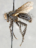  ( - CNC747561)  @11 [ ] No Rights Reserved (2106) Unspecified Canadian National Collection of Insects, Arachnids and Nematodes