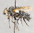  ( - CNC747575)  @11 [ ] No Rights Reserved (2044) Unspecified Canadian National Collection of Insects, Arachnids and Nematodes