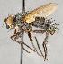  ( - CNC747584)  @11 [ ] No Rights Reserved (2052) Unspecified Canadian National Collection of Insects, Arachnids and Nematodes