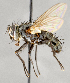  ( - CNC747585)  @11 [ ] No Rights Reserved (2053) Unspecified Canadian National Collection of Insects, Arachnids and Nematodes