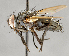  ( - CNC747586)  @11 [ ] No Rights Reserved (2054) Unspecified Canadian National Collection of Insects, Arachnids and Nematodes