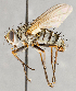  ( - CNC748154)  @11 [ ] No Rights Reserved (2098) Unspecified Canadian National Collection of Insects, Arachnids and Nematodes
