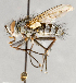  ( - CNC748155)  @15 [ ] No Rights Reserved (2099) Unspecified Canadian National Collection of Insects, Arachnids and Nematodes