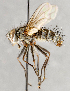  ( - CNC748157)  @11 [ ] No Rights Reserved (2101) Unspecified Canadian National Collection of Insects, Arachnids and Nematodes