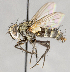  ( - CNC748170)  @11 [ ] Unspecified (default): All Rights Reserved (2017) Unspecified Canadian National Collection of Insects, Arachnids and Nematodes