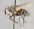 ( - CNC748171)  @11 [ ] Unspecified (default): All Rights Reserved (2017) Unspecified Canadian National Collection of Insects, Arachnids and Nematodes