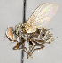  (Lixophaga mediocris - CNC748172)  @11 [ ] Unspecified (default): All Rights Reserved (2017) Unspecified Canadian National Collection of Insects, Arachnids and Nematodes