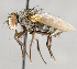  ( - CNC748173)  @11 [ ] Unspecified (default): All Rights Reserved (2017) Unspecified Canadian National Collection of Insects, Arachnids and Nematodes