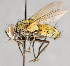  ( - CNC748174)  @11 [ ] Unspecified (default): All Rights Reserved (2017) Unspecified Canadian National Collection of Insects, Arachnids and Nematodes
