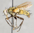  ( - CNC748175)  @11 [ ] Unspecified (default): All Rights Reserved (2017) Unspecified Canadian National Collection of Insects, Arachnids and Nematodes