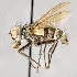  (Lixophaga sp. GER4 - CNC748177)  @13 [ ] Unspecified (default): All Rights Reserved (2017) Unspecified Canadian National Collection of Insects, Arachnids and Nematodes
