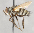  ( - CNC748178)  @13 [ ] Unspecified (default): All Rights Reserved (2017) Unspecified Canadian National Collection of Insects, Arachnids and Nematodes