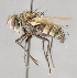  ( - CNC748179)  @11 [ ] Unspecified (default): All Rights Reserved (2017) Unspecified Canadian National Collection of Insects, Arachnids and Nematodes