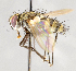  ( - CNC748180)  @11 [ ] Unspecified (default): All Rights Reserved (2017) Unspecified Canadian National Collection of Insects, Arachnids and Nematodes