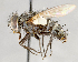  ( - CNC751497)  @11 [ ] No Rights Reserved (2017) Unspecified Canadian National Collection of Insects, Arachnids and Nematodes