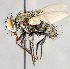 ( - CNC751498)  @11 [ ] No Rights Reserved (2017) Unspecified Canadian National Collection of Insects, Arachnids and Nematodes