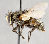  ( - CNC751506)  @11 [ ] No Rights Reserved (2017) Unspecified Canadian National Collection of Insects, Arachnids and Nematodes