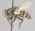  ( - CNC751507)  @11 [ ] No Rights Reserved (2017) Unspecified Canadian National Collection of Insects, Arachnids and Nematodes