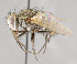  ( - CNC751511)  @11 [ ] No Rights Reserved (2017) Unspecified Canadian National Collection of Insects, Arachnids and Nematodes