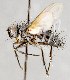  ( - CNC751519)  @11 [ ] No Rights Reserved (2017) Unspecified Canadian National Collection of Insects, Arachnids and Nematodes