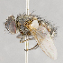  ( - CNC751531)  @13 [ ] No Rights Reserved (2017) Unspecified Canadian National Collection of Insects, Arachnids and Nematodes