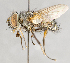  ( - CNC751532)  @14 [ ] No Rights Reserved (2017) Unspecified Canadian National Collection of Insects, Arachnids and Nematodes