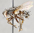  ( - CNC751562)  @11 [ ] No Rights Reserved (2017) Unspecified Canadian National Collection of Insects, Arachnids and Nematodes