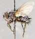  (Phebellia sp. GER1 - CNC751571)  @13 [ ] No Rights Reserved (2017) Unspecified Canadian National Collection of Insects, Arachnids and Nematodes