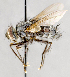  ( - CNC751586)  @11 [ ] No Rights Reserved (2017) Unspecified Canadian National Collection of Insects, Arachnids and Nematodes