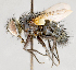  ( - CNC751593)  @13 [ ] No Rights Reserved (2017) Unspecified Canadian National Collection of Insects, Arachnids and Nematodes