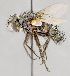  ( - CNC751594)  @11 [ ] No Rights Reserved (2017) Unspecified Canadian National Collection of Insects, Arachnids and Nematodes