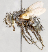  ( - CNC751595)  @11 [ ] No Rights Reserved (2017) Unspecified Canadian National Collection of Insects, Arachnids and Nematodes