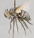 ( - CNC751596)  @11 [ ] No Rights Reserved (2017) Unspecified Canadian National Collection of Insects, Arachnids and Nematodes