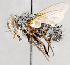  ( - CNC751598)  @11 [ ] No Rights Reserved (2017) Unspecified Canadian National Collection of Insects, Arachnids and Nematodes