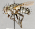  (Austrophorocera einaris - CNC751601)  @14 [ ] No Rights Reserved (2017) Unspecified Canadian National Collection of Insects, Arachnids and Nematodes