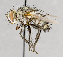  ( - CNC751612)  @13 [ ] No Rights Reserved (2017) Unspecified Canadian National Collection of Insects, Arachnids and Nematodes