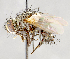  ( - CNC751668)  @14 [ ] No Rights Reserved (2017) Unspecified Canadian National Collection of Insects, Arachnids and Nematodes