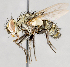  ( - CNC751669)  @15 [ ] No Rights Reserved (2017) Unspecified Canadian National Collection of Insects, Arachnids and Nematodes