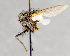  ( - CNC751673)  @12 [ ] No Rights Reserved (2017) Unspecified Canadian National Collection of Insects, Arachnids and Nematodes
