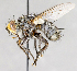  ( - CNC751678)  @11 [ ] No Rights Reserved (2017) Unspecified Canadian National Collection of Insects, Arachnids and Nematodes