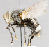 ( - CNC751679)  @11 [ ] No Rights Reserved (2017) Unspecified Canadian National Collection of Insects, Arachnids and Nematodes