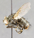 ( - CNC751680)  @11 [ ] No Rights Reserved (2017) Unspecified Canadian National Collection of Insects, Arachnids and Nematodes