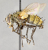  ( - CNC751692)  @11 [ ] No Rights Reserved (2019) Unspecified Canadian National Collection of Insects, Arachnids and Nematodes